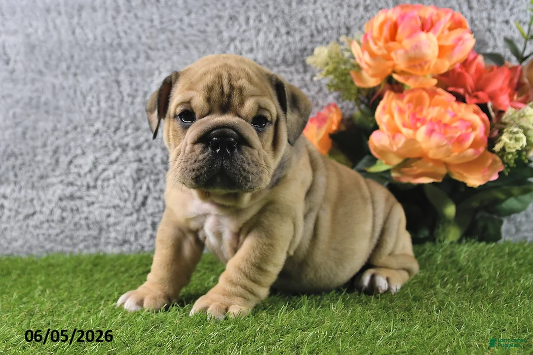 English Bulldog dogs for sale: Maggie - Ad 2