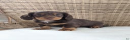 Miniature Dachshund dogs for sale: Coco - Ad 11