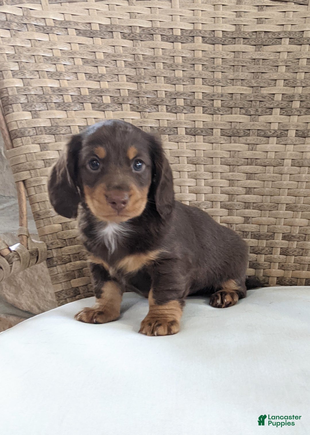 Miniature Dachshund dogs for sale: Coco - Ad 11