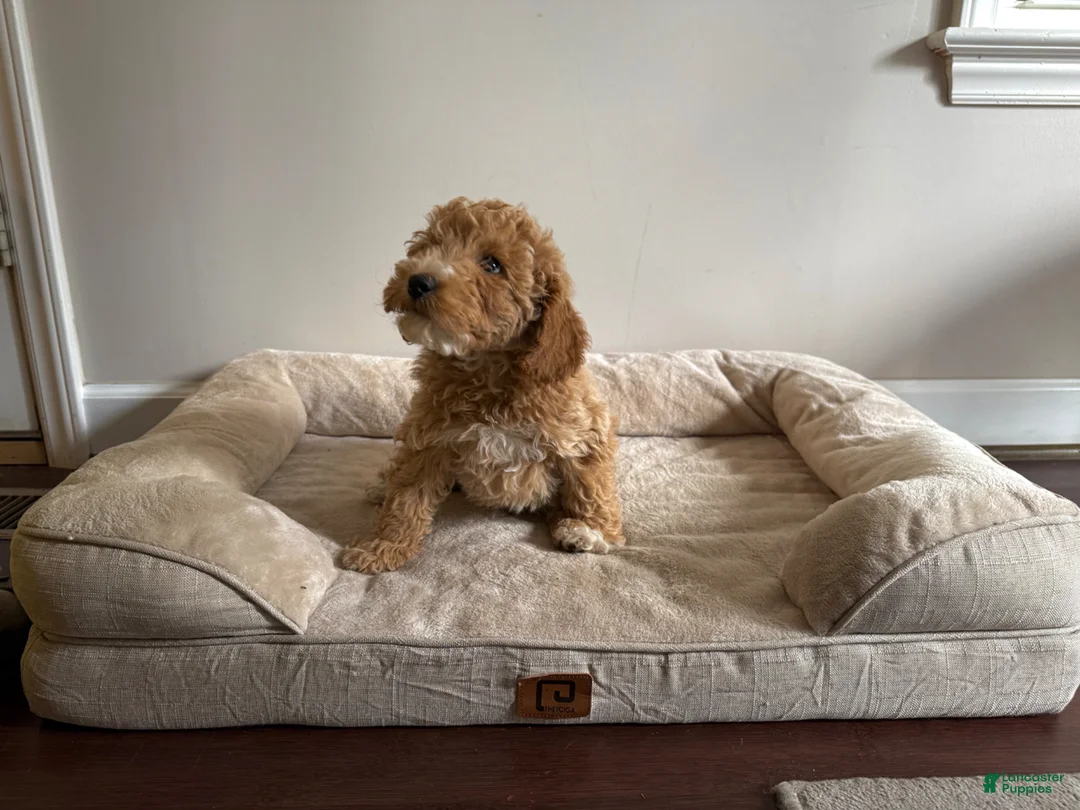 Mini Goldendoodle dogs for sale: Mini Goldendoodle Puppy 1 - Ad 2
