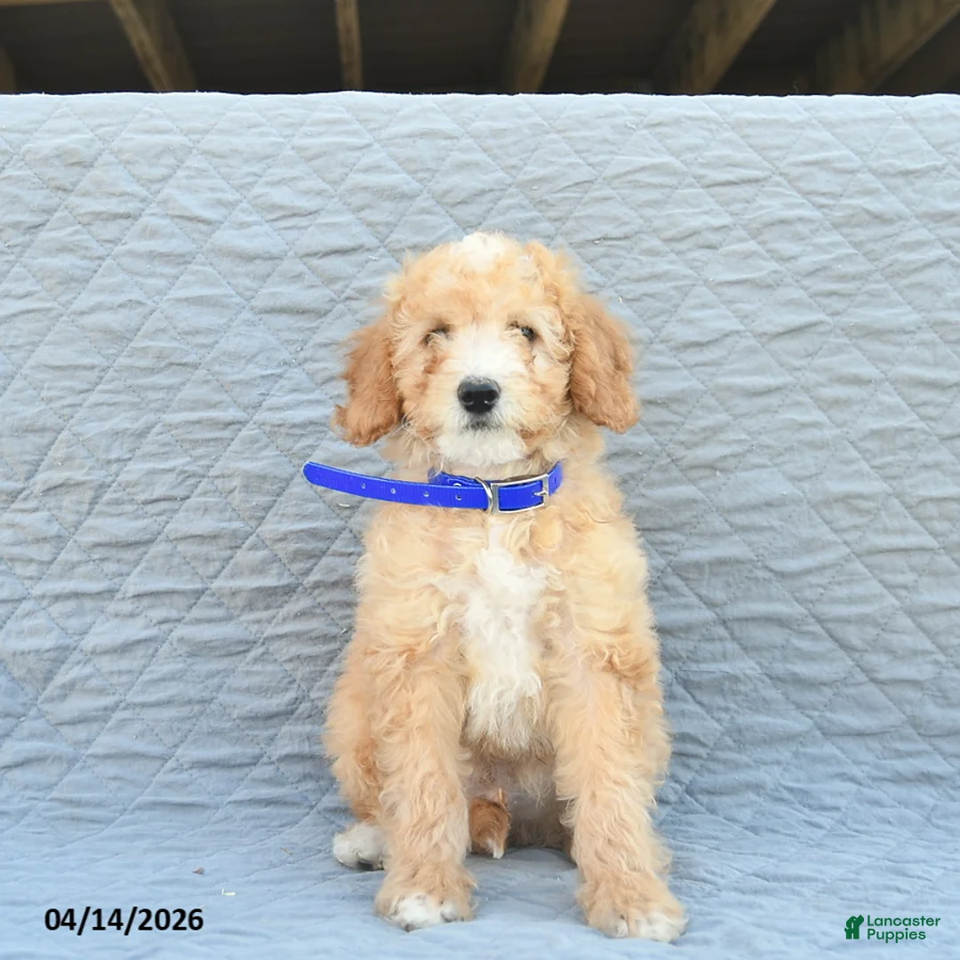 Miniature Poodle dogs for sale: Captain  - Ad 1