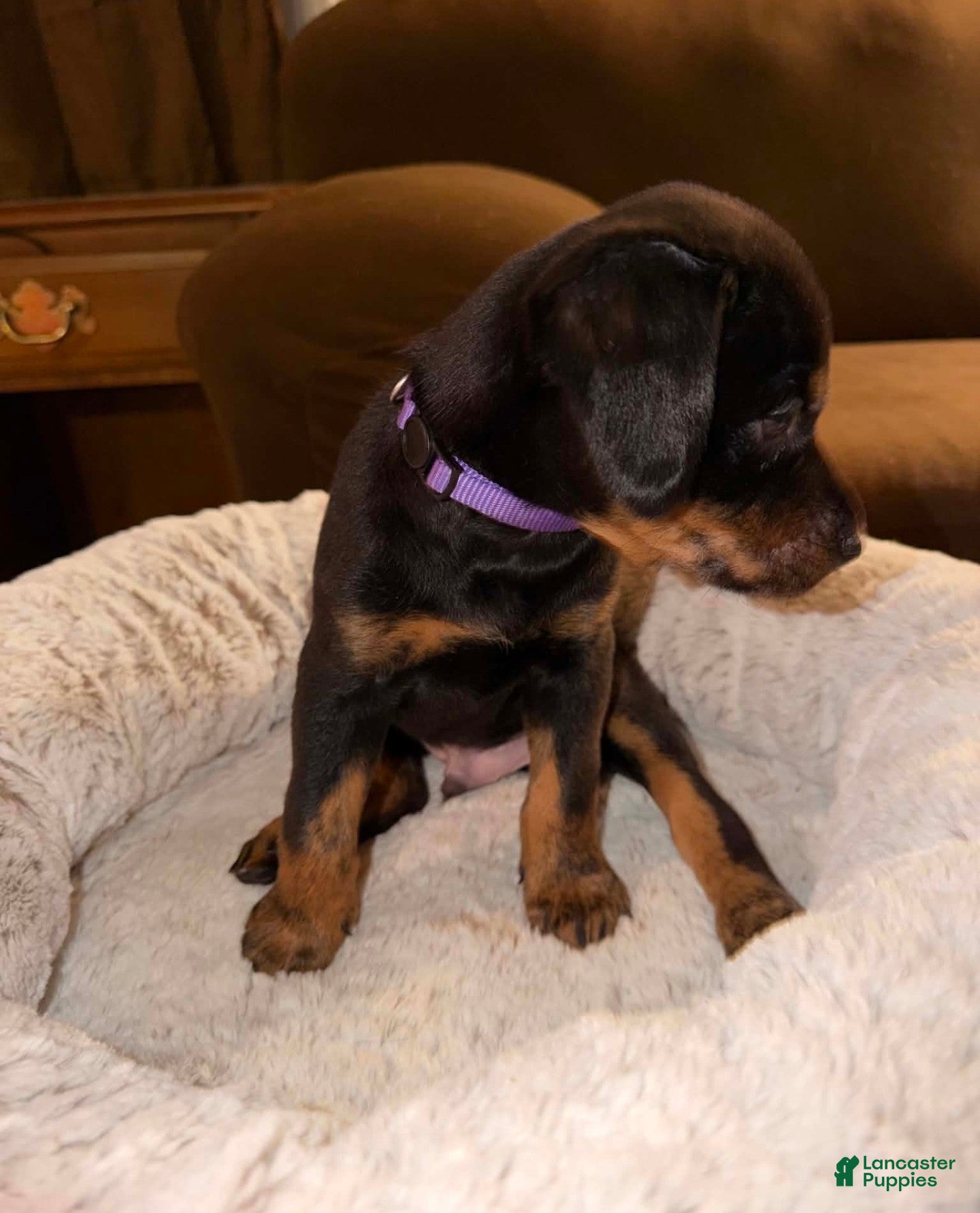 Mixed Breed dogs Mr. Purple - Ad 2