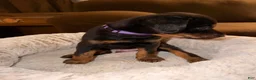 Mixed Breed dogs for sale: Mr. Purple - Ad 2