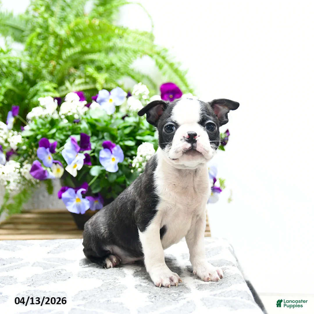 Boston Terrier dogs for sale: Kane - Ad 5