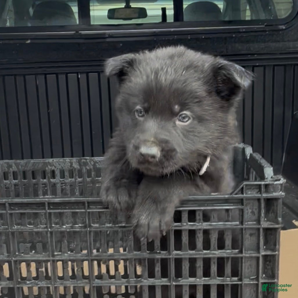 German Shepherd dogs TUECHA - Ad 1