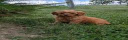Mini Goldendoodle dogs for sale: Leo - Ad 5