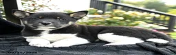 Shiba Inu dogs for sale: Dominoe - Ad 3