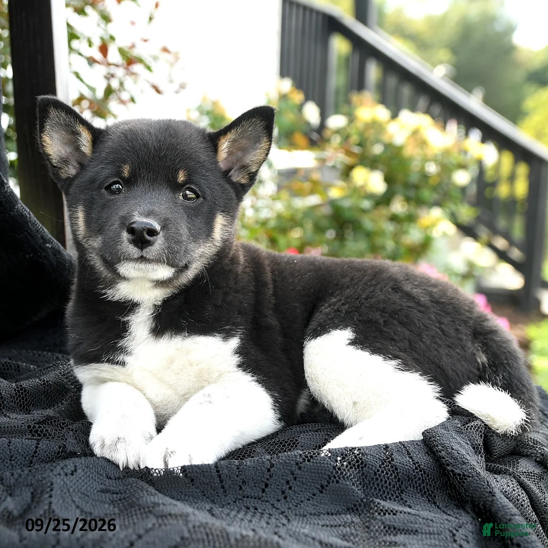 Shiba Inu dogs for sale: Dominoe - Ad 3