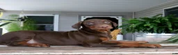 Doberman Pinscher dogs for sale: Winnie - Ad 4