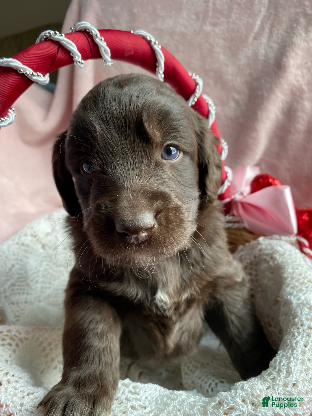 Mixed Breed dogs for sale: Timber - Ad 2