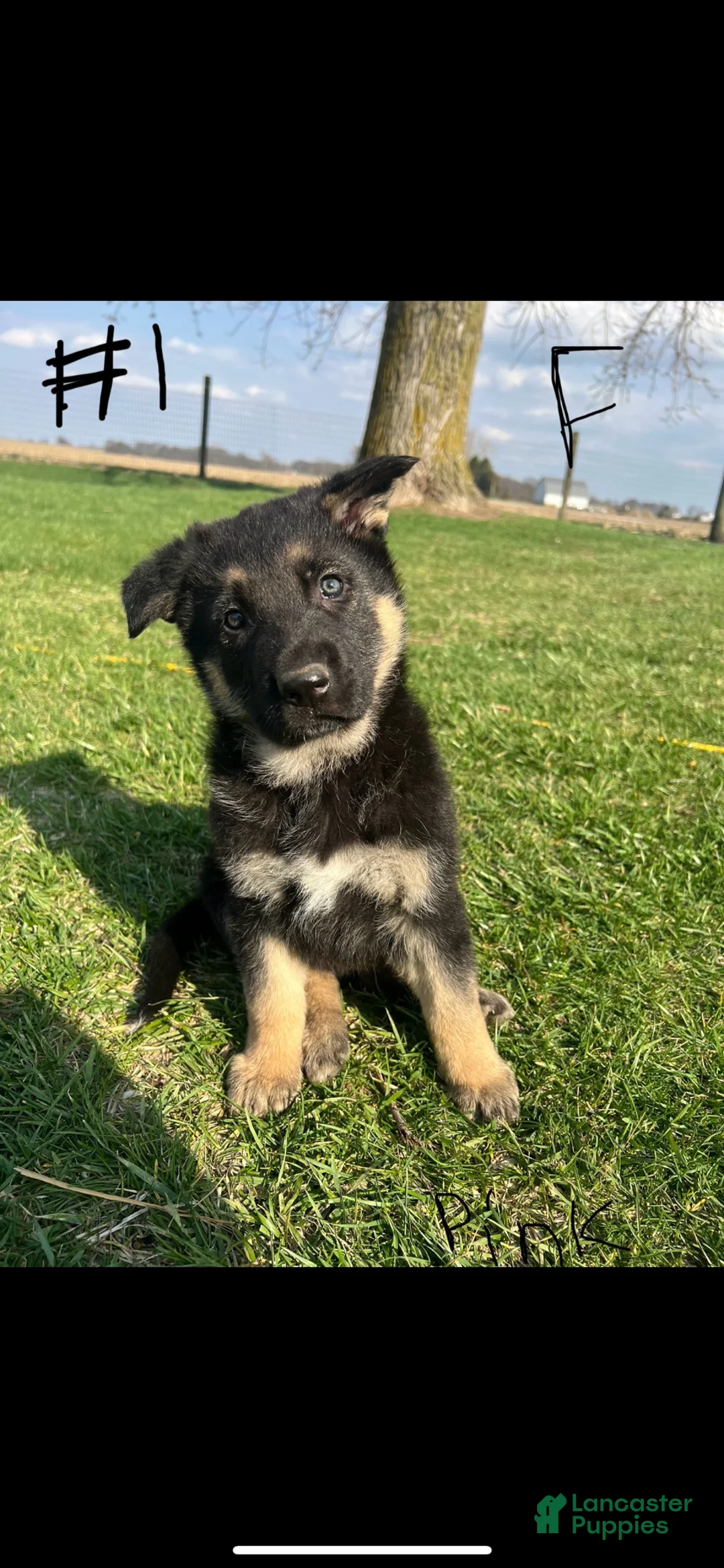 German Shepherd dogs for sale: German Shepherd Puppy 2 - Ad 2