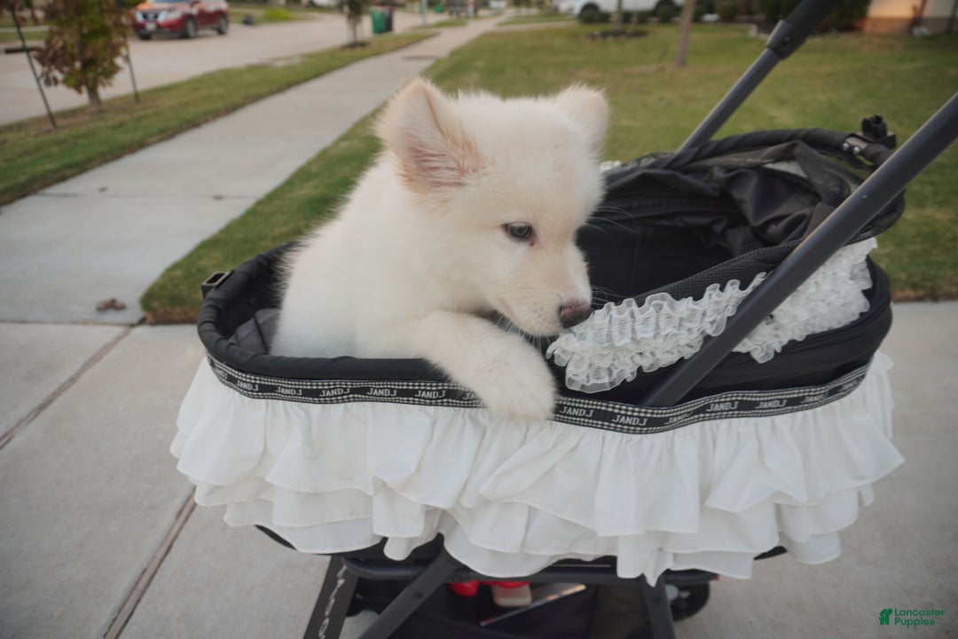 Alaskan Malamute dogs for sale: Xiao Lan - Ad 14