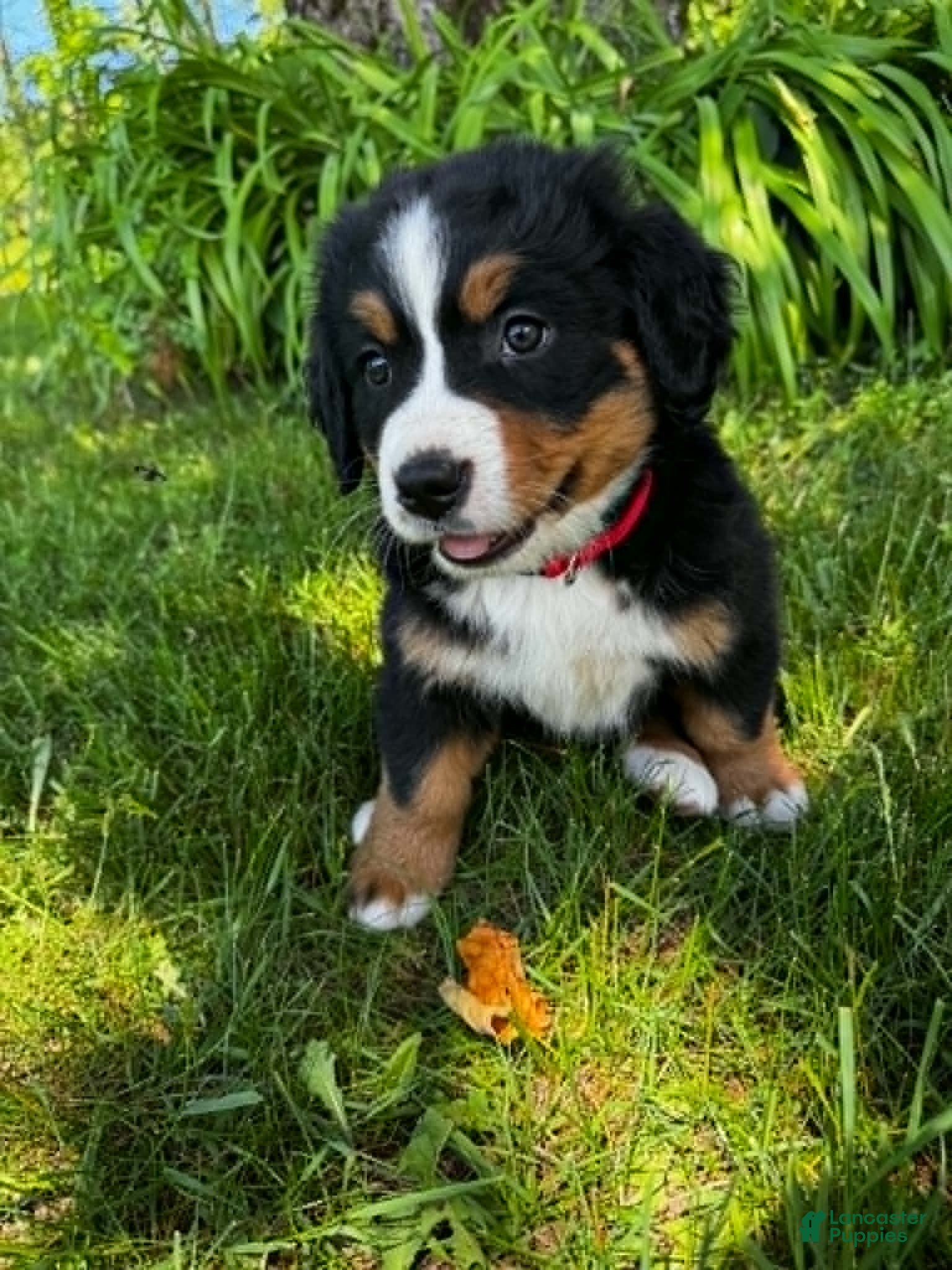 Bernese Mountain Dog dogs Annie - Ad 1