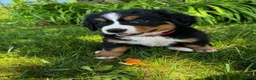 Bernese Mountain Dog dogs for sale: Annie - Ad 1