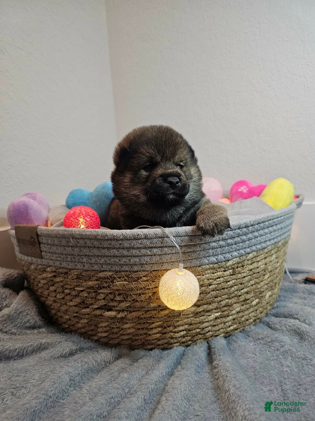 Shiba Inu dogs for sale: Mori - Ad 10