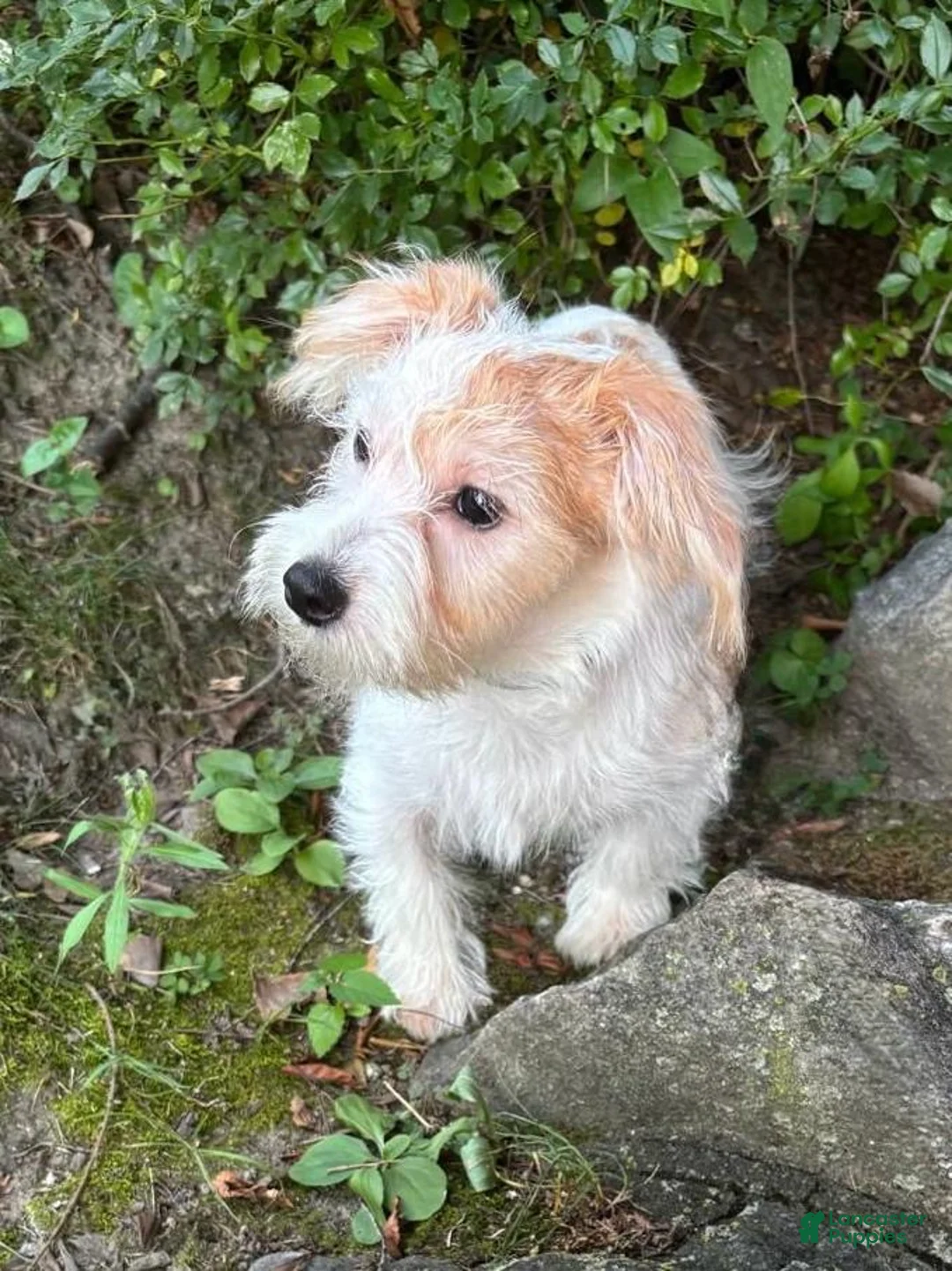 Morkie dogs for sale: Star - Ad 2