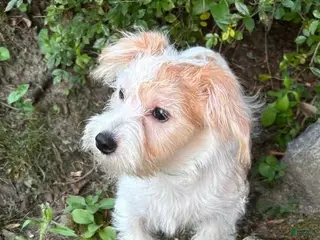 Morkie dogs Star - Ad 10