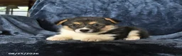Welsh Corgi Pembroke dogs for sale: Raisin - Ad 5