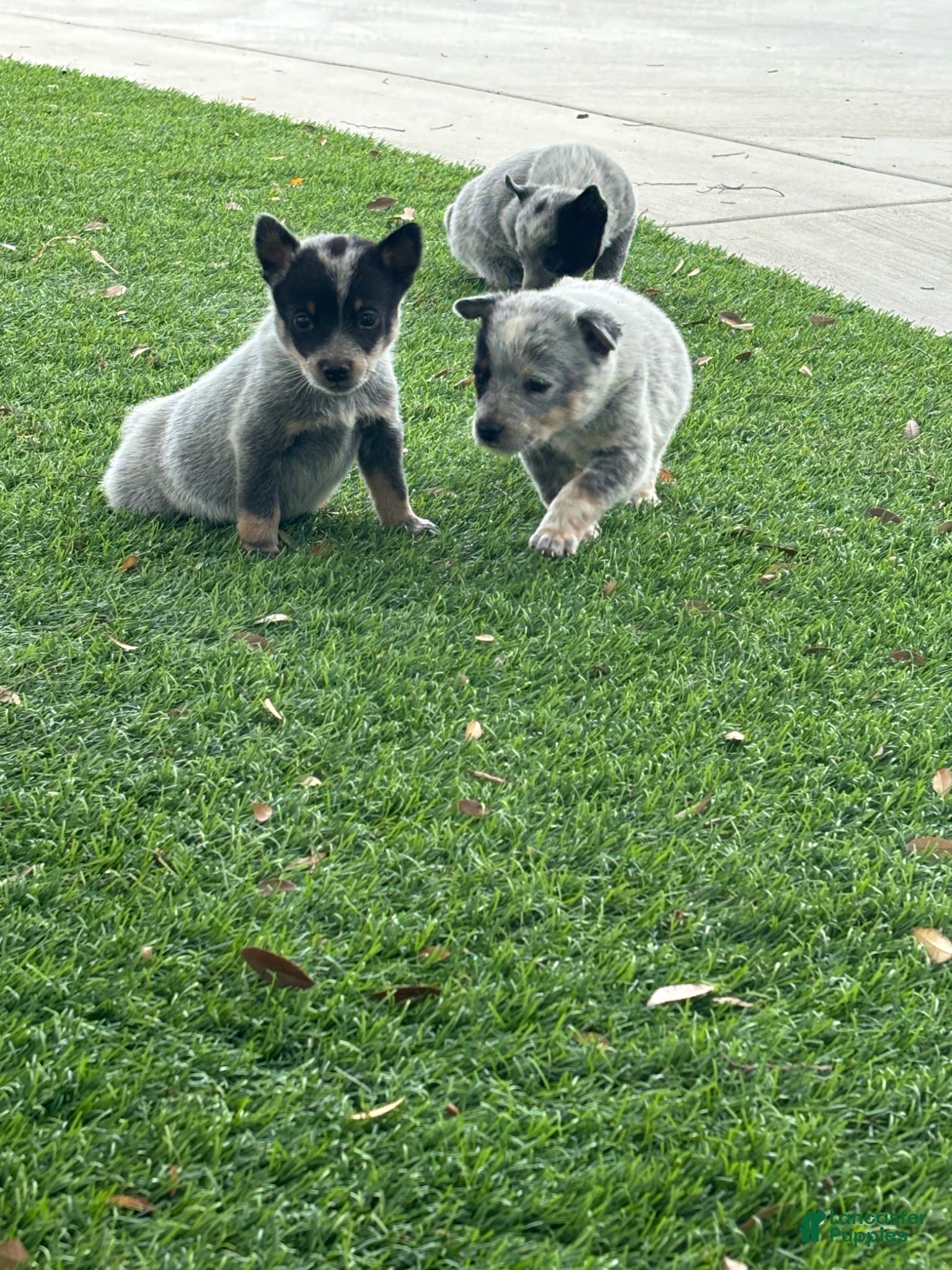 Australian Cattle Dog dogs Australian Cattle Dog Puppy 1 - Ad 4