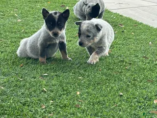 Australian Cattle Dog dogs Australian Cattle Dog Puppy 1 - Ad 4