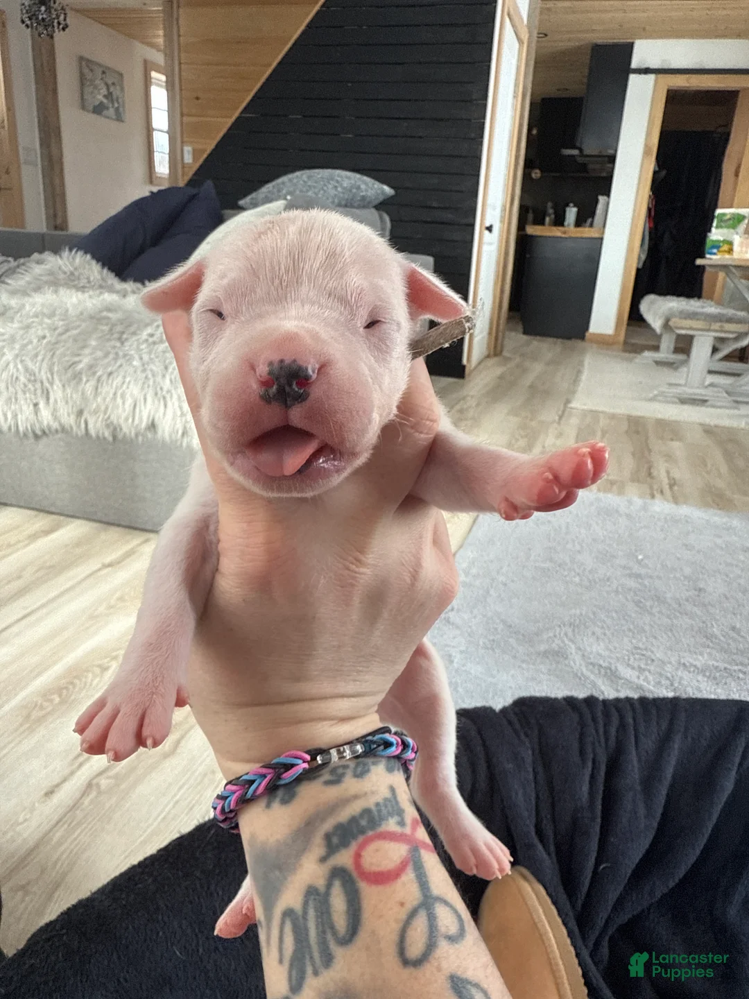 Dogo Argentino dogs for sale: Light blue female.  - Ad 1