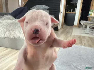 Dogo Argentino dogs Light blue female. - Ad 6