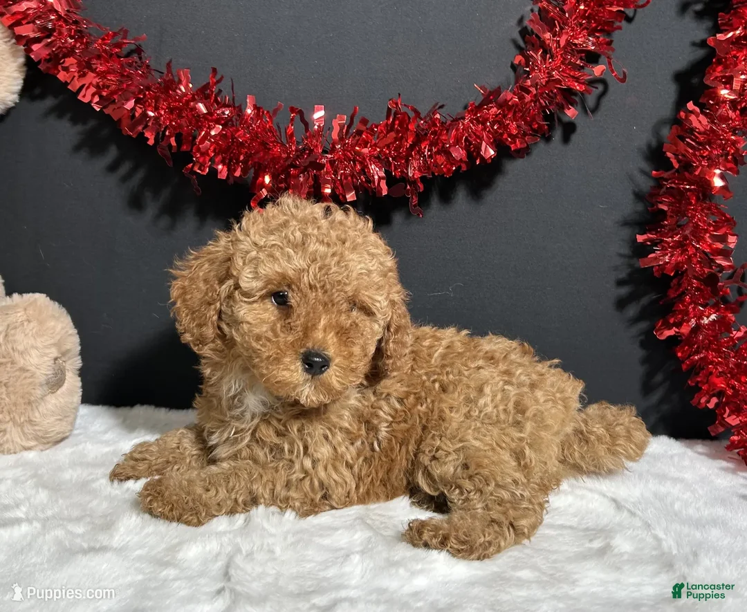 Toy Poodle dogs for sale: Kara - Ad 2