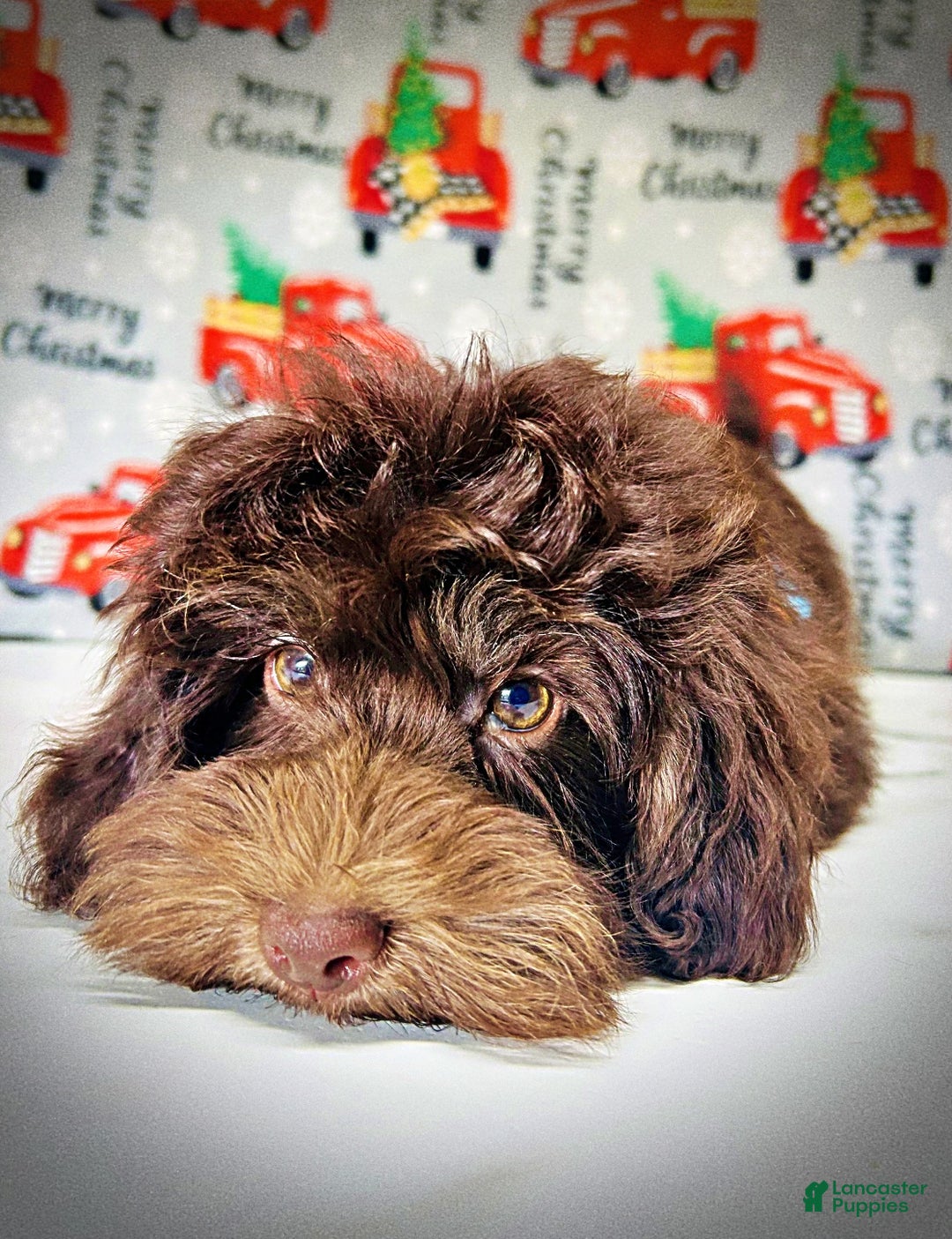 Havapoo dogs for sale: Yogi - Ad 2