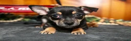 Chihuahua dogs for sale: Arnie - Ad 1