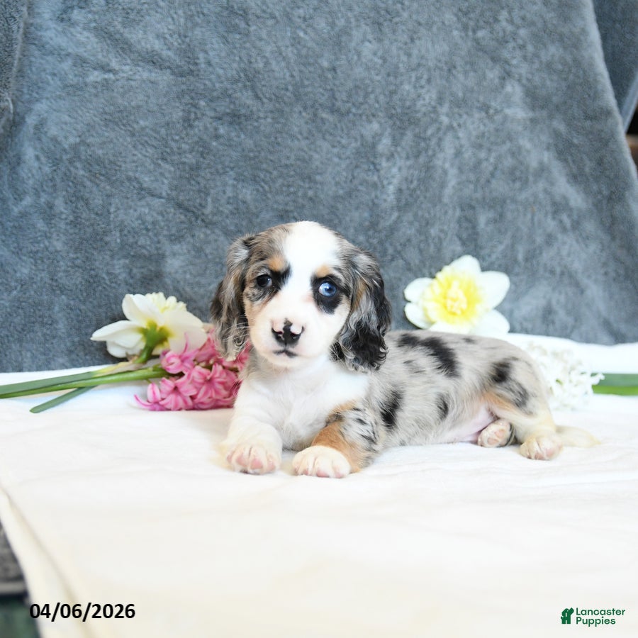 Miniature Dachshund dogs Erik - Ad 1