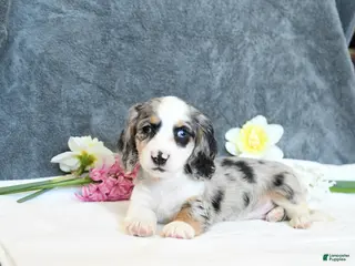 Miniature Dachshund dogs for sale: Erik - Ad 3