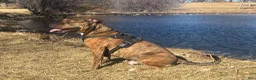 American Pit Bull Terrier dogs for stud: Sekhmet's Kennel - Ad 5