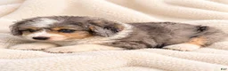 Mini Bernedoodle dogs for sale: Toffee-Mini Bernedoodle  - Ad 4