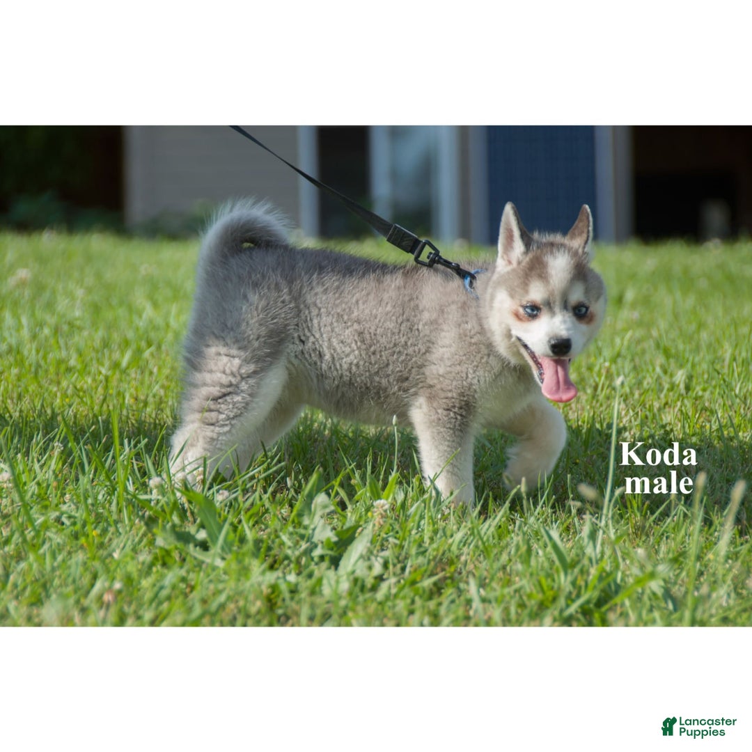 Alaskan Klee Kai dogs for sale: Koda - Ad 3