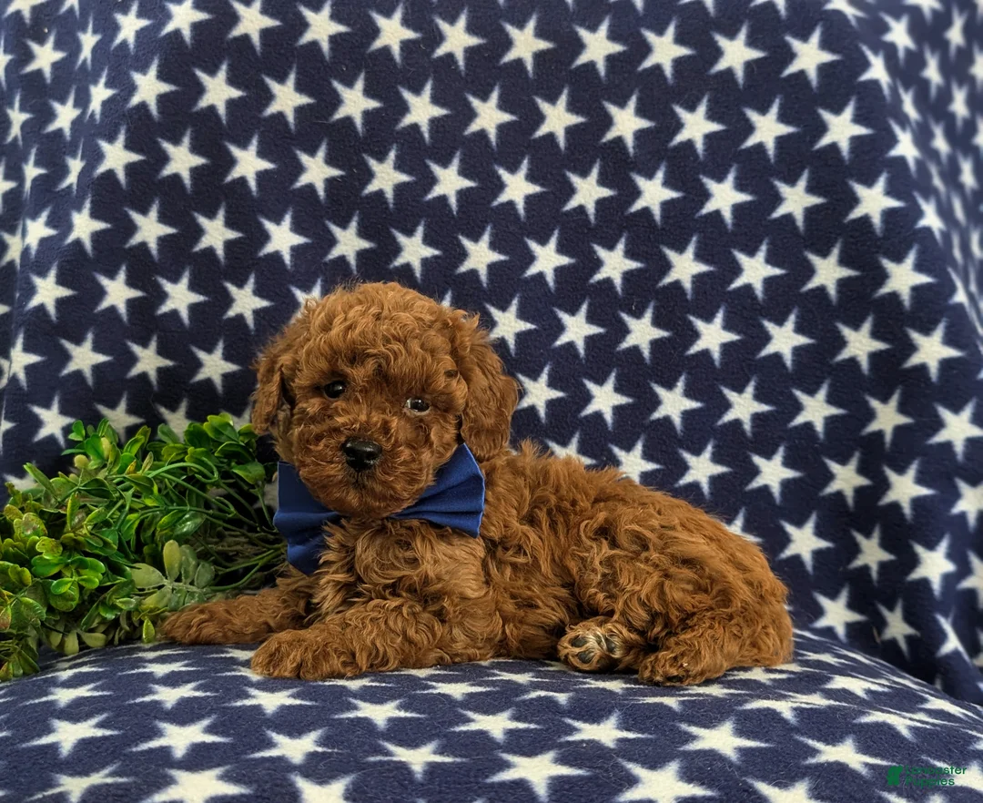 Mini Goldendoodle dogs for sale: Dillan Hypoallergenic - Ad 4