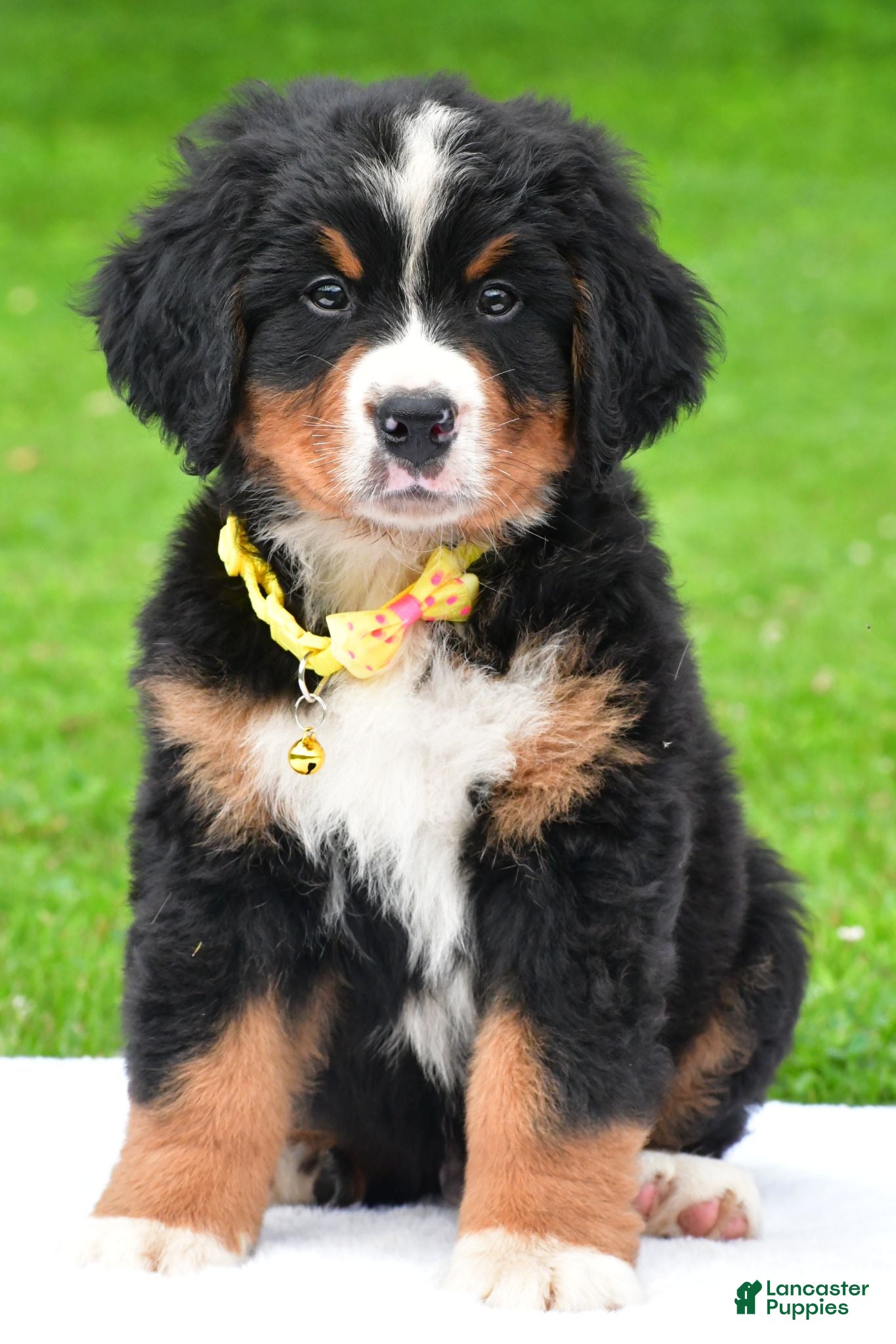 Bernese Mountain Dog dogs Neal - Ad 2