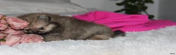 Pomeranian dogs for sale: Tiny Tessa - Ad 13