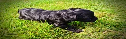 Havapoo dogs for sale: Harmony - Ad 16