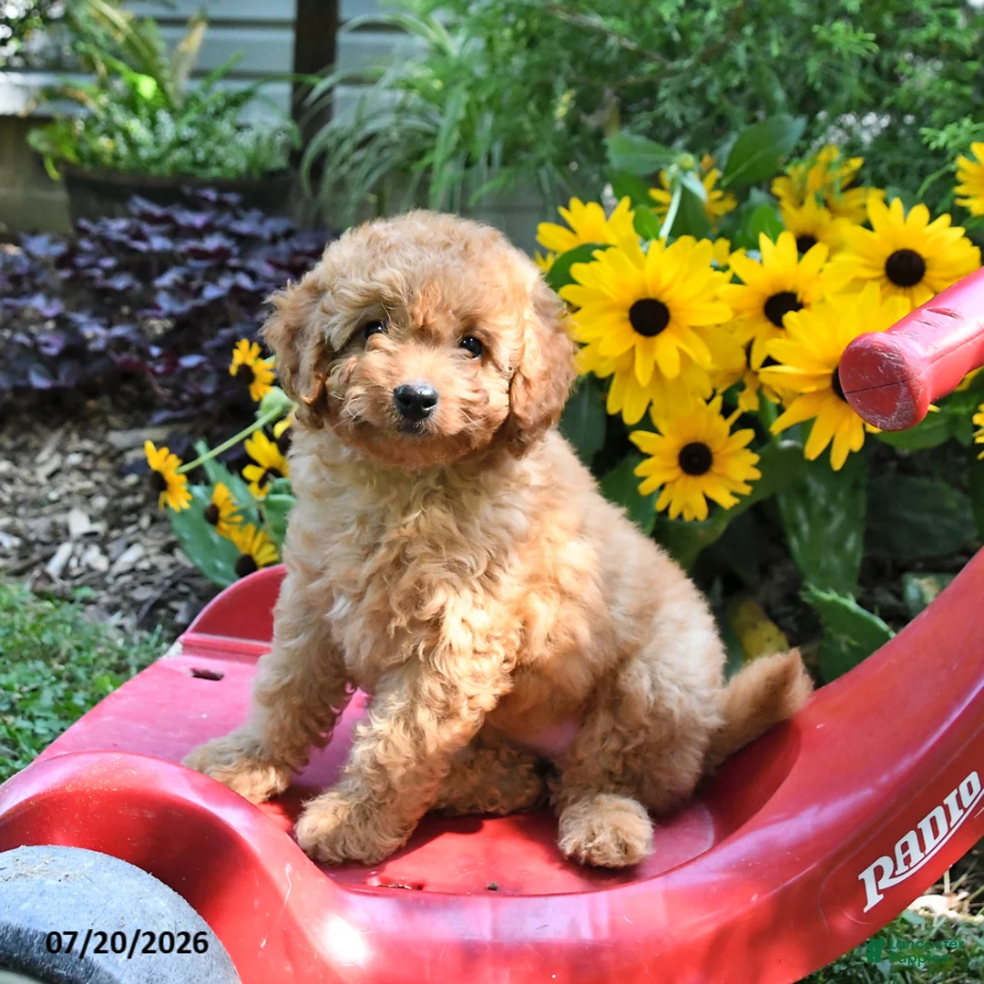 Cockapoo dogs for sale: Blossom - Ad 1