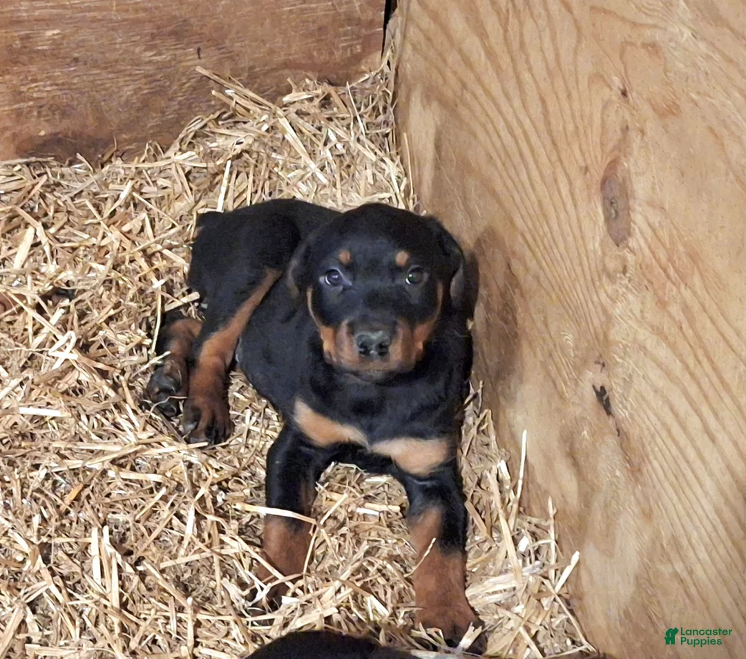 Rottweiler dogs for sale: Rottweiler Puppy 1 - Ad 3
