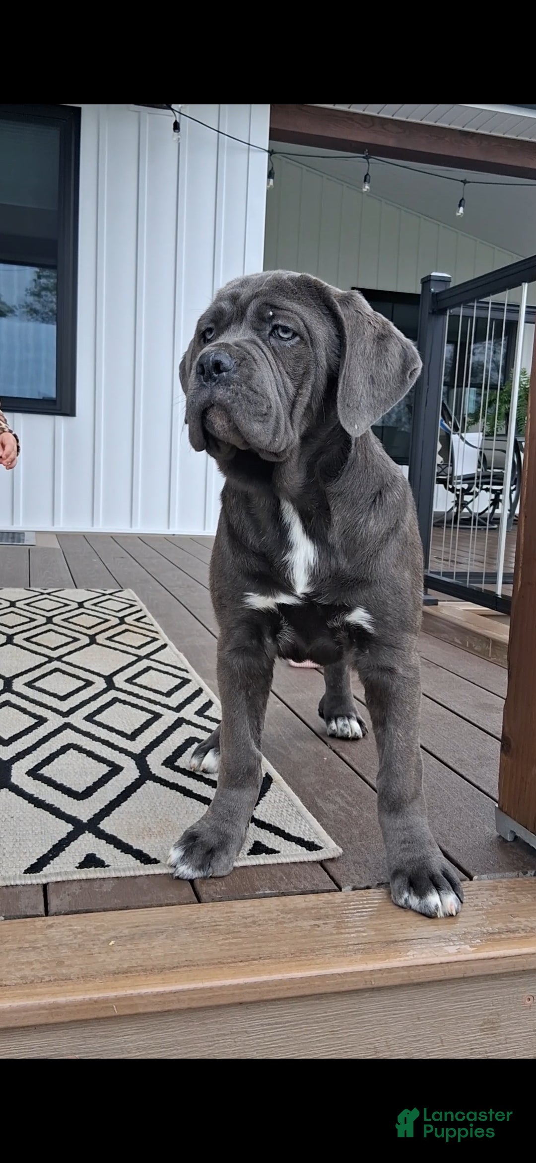 Cane Corso dogs Bella - Ad 2