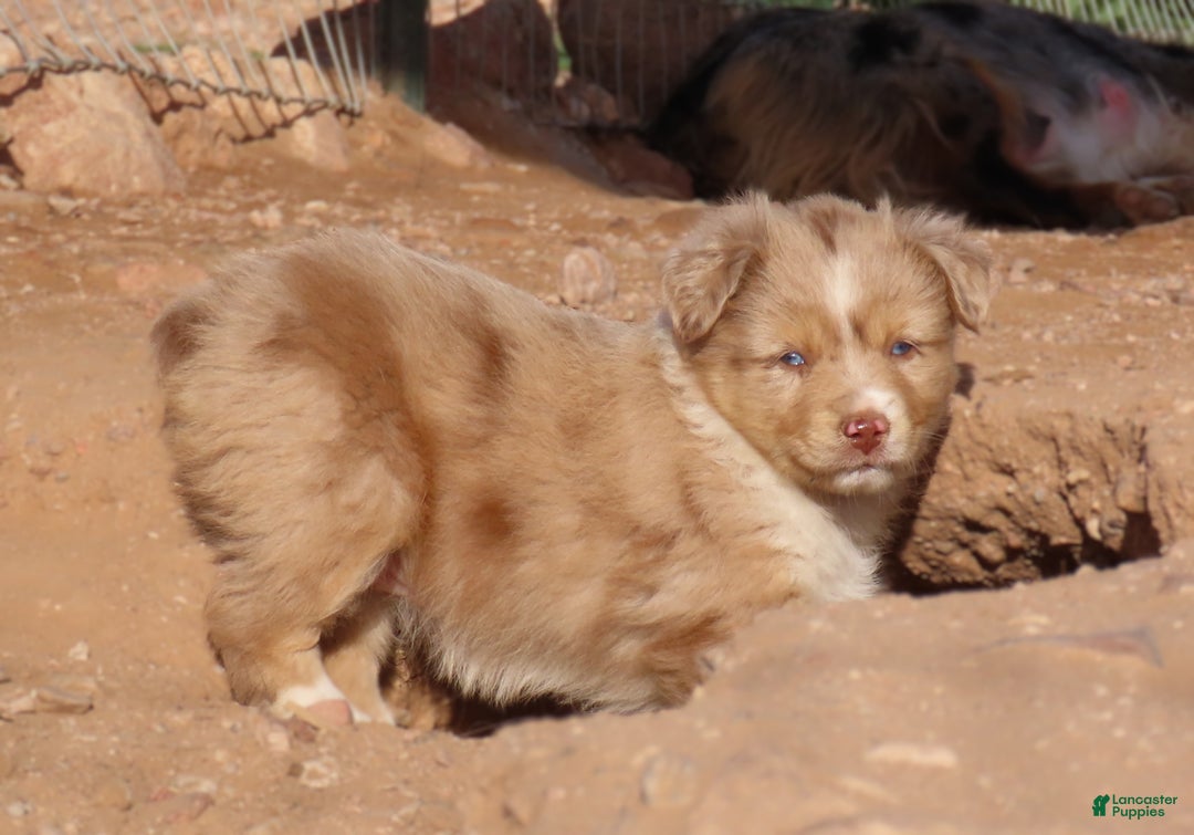 Miniature Australian Shepherd dogs for sale: Red merle girl with blue eyes - Ad 5