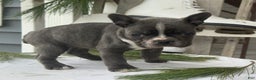 Frenchton dogs for sale: Britney - Ad 2