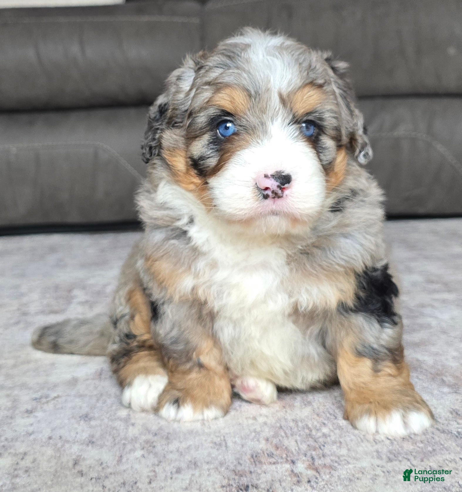 Mini Bernedoodle dogs Mini Wiggles - Ad 1