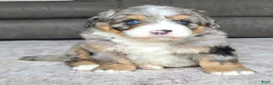 Mini Wiggles