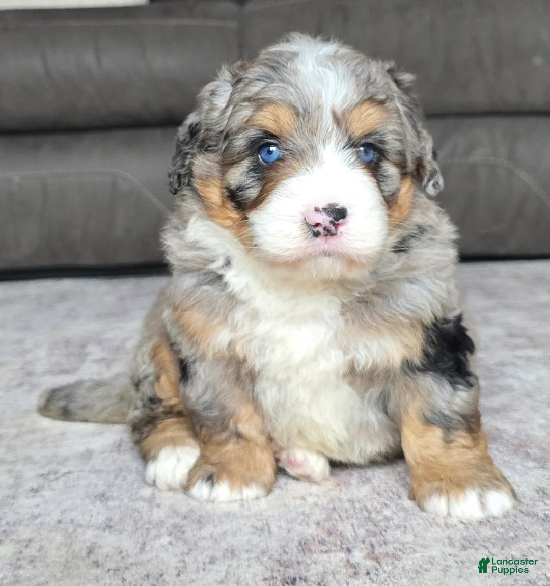 Mini Bernedoodle dogs for sale: Mini Wiggles - Ad 1