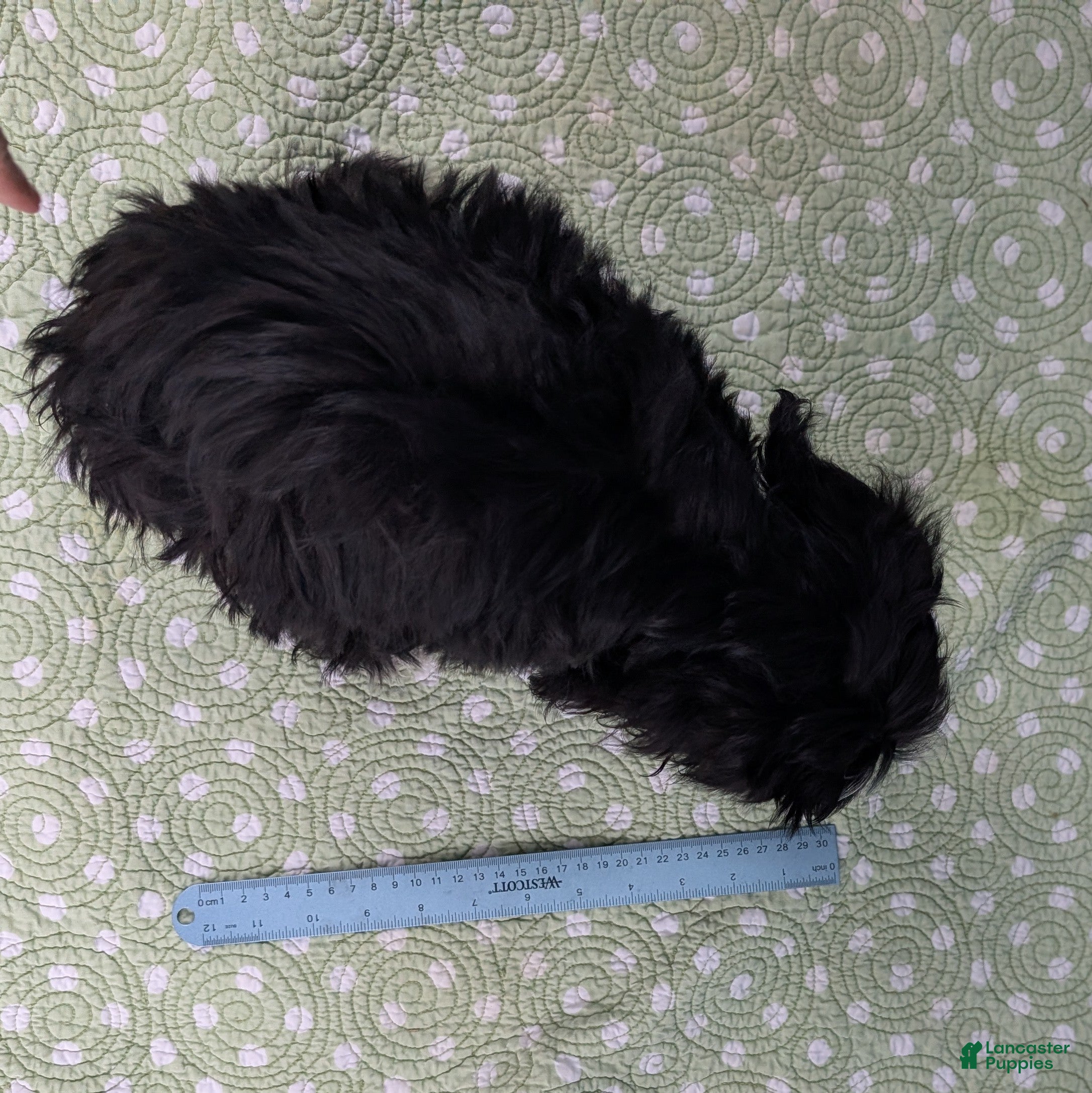 Mixed Breed dogs Bad Bunny - Ad 2