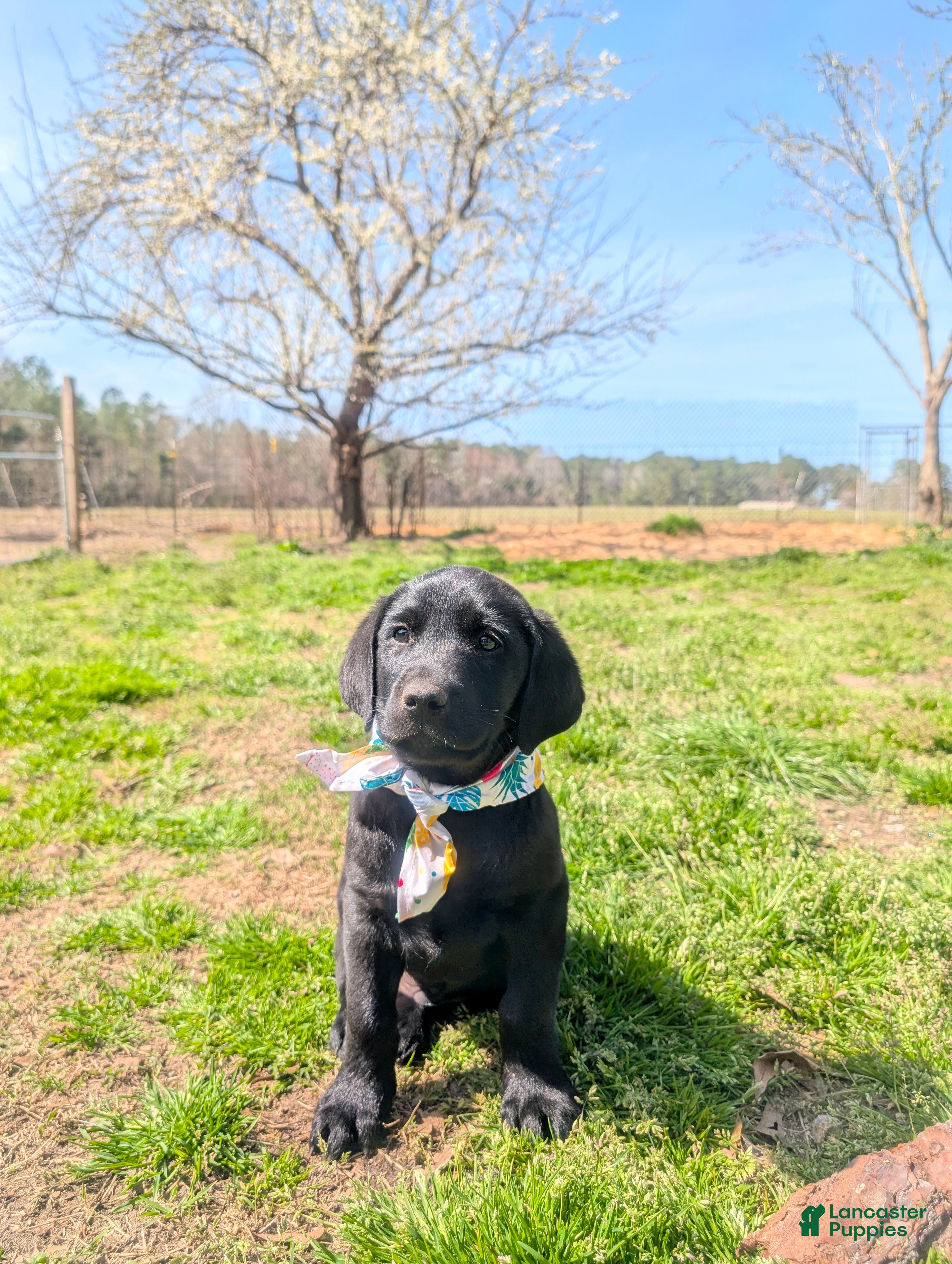 Labrador Retriever dogs Big Brepha!!! - Ad 24