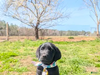 Labrador Retriever dogs Big Brepha!!! - Ad 24