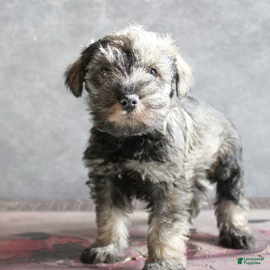 Miniature Schnauzer dogs for sale: Finnigan - Ad 1